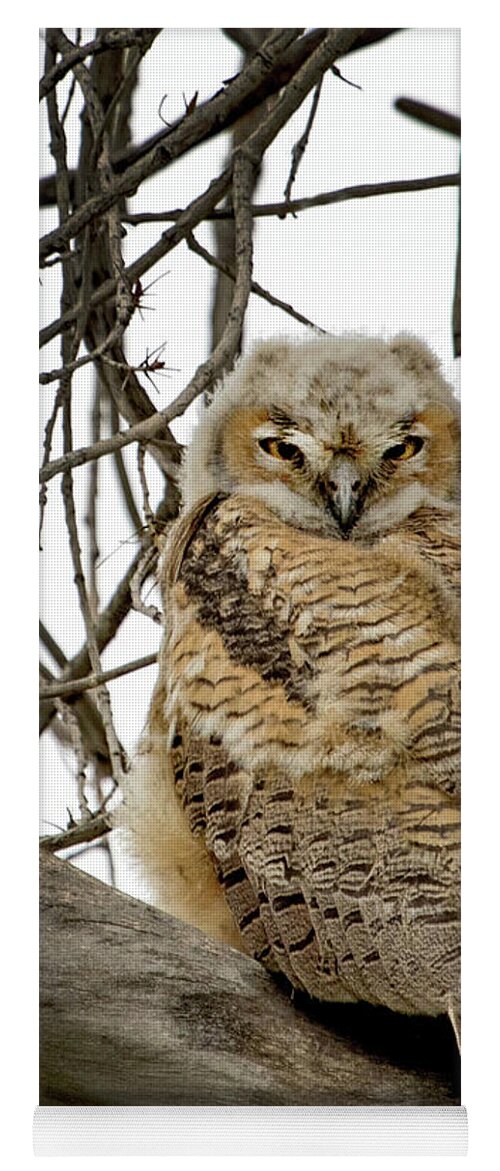 Bubo Virginianus Yoga Mat featuring the photograph Great Horned Owlet #1 by Dawn Key