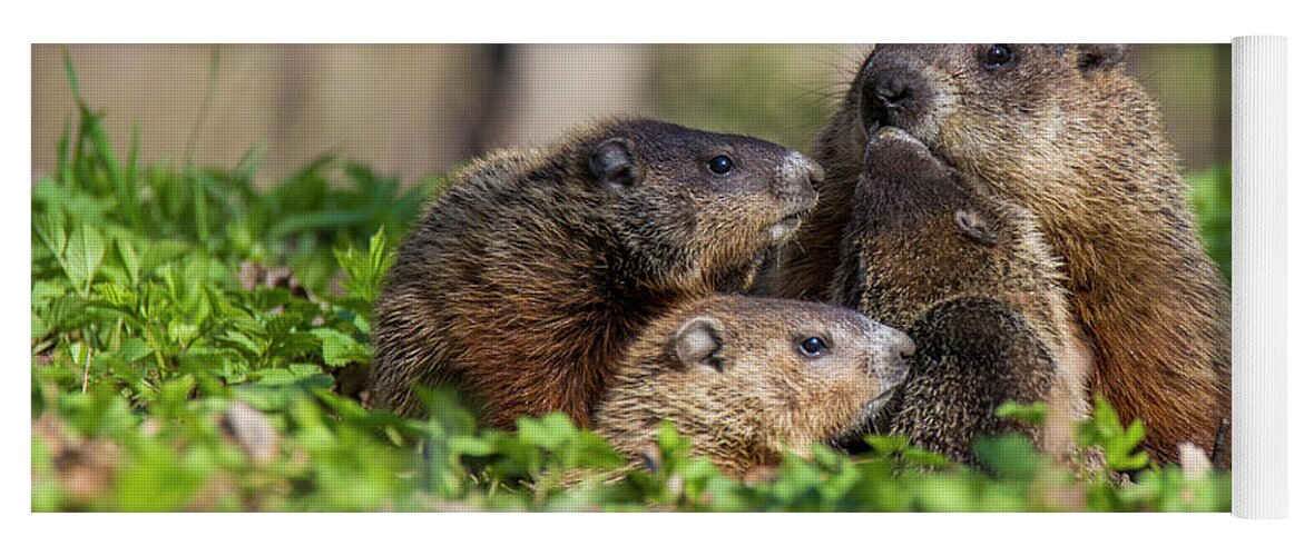 Groundhog Yoga Mat featuring the photograph Happy Family #2 by Mircea Costina Photography