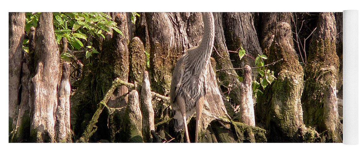 Great Blue Heron Yoga Mat featuring the photograph Heron and Cypress Knees #1 by Steven Sparks