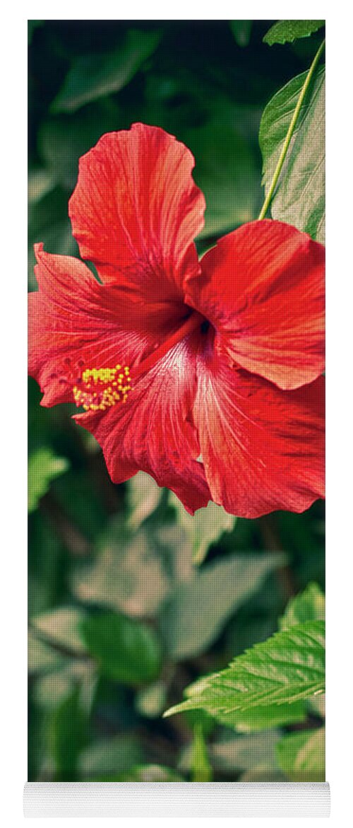 Flower Yoga Mat featuring the photograph Hibiscus by Lawrence Knutsson