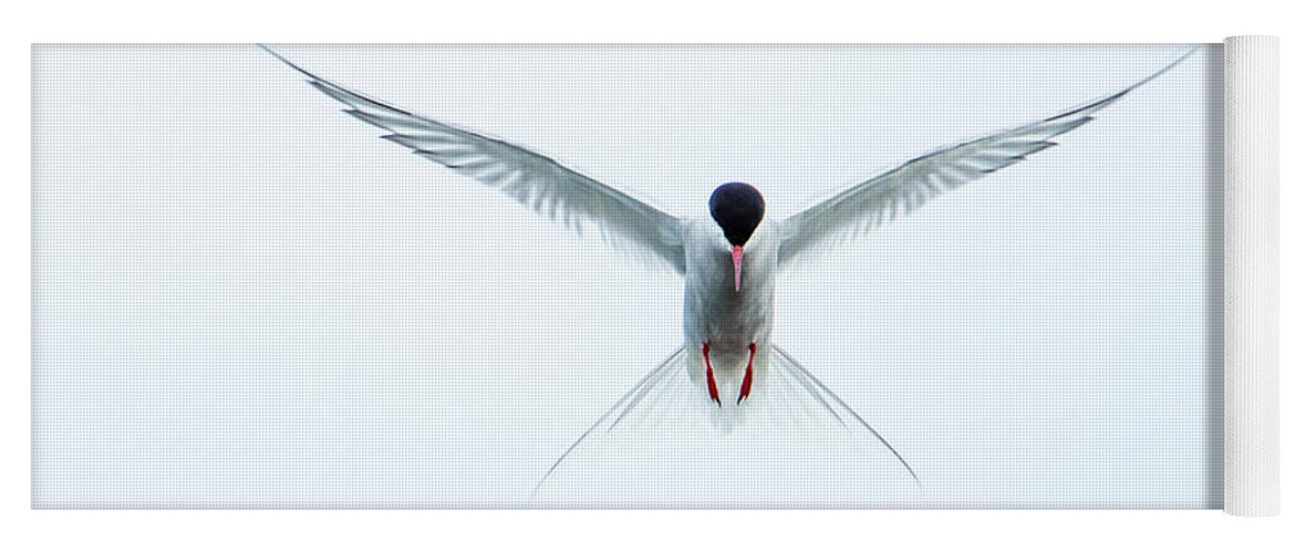 Flying Arctic Tern Yoga Mat featuring the photograph Hovering Tern by Torbjorn Swenelius