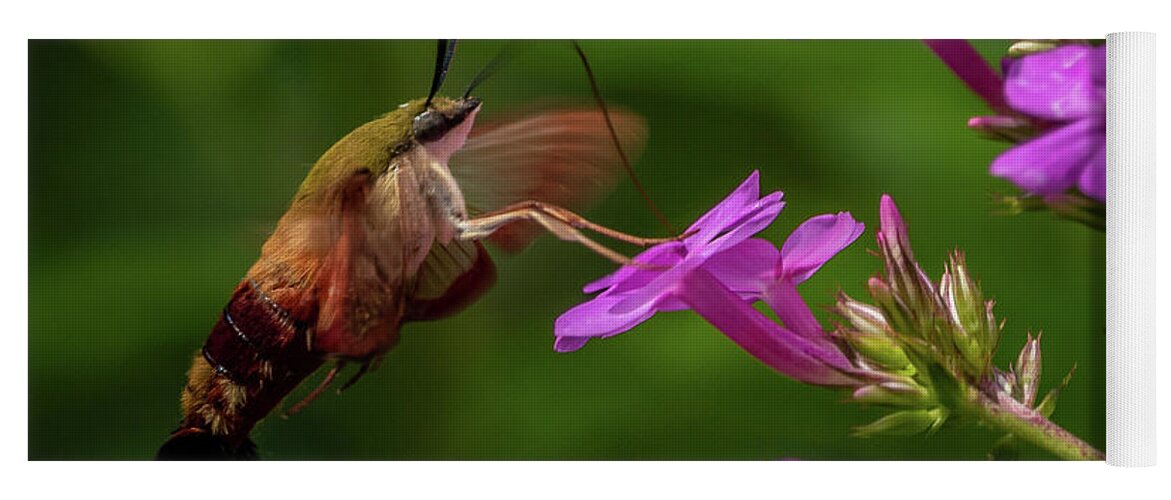 Hummingbird Yoga Mat featuring the photograph Hummingbird Clearwing Moth #5 by Gary E Snyder