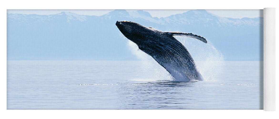 Active Yoga Mat featuring the photograph Humpback Whale Breaching #1 by John Hyde - Printscapes