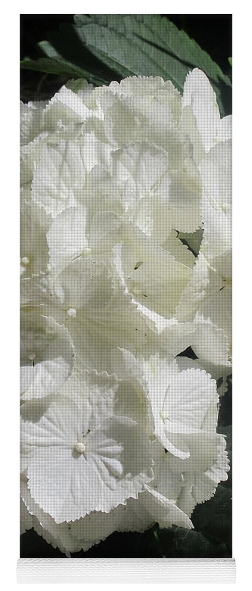 Hydrangea Yoga Mat featuring the photograph Hydrangea #1 by Jackie Russo