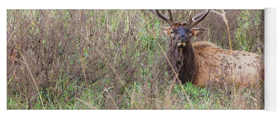 Lone Elk Park Yoga Mat featuring the photograph Lone Elk #2 by Holly Ross