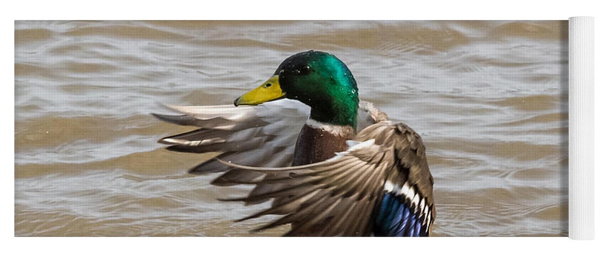 Male Yoga Mat featuring the photograph Male Mallard by Holden The Moment
