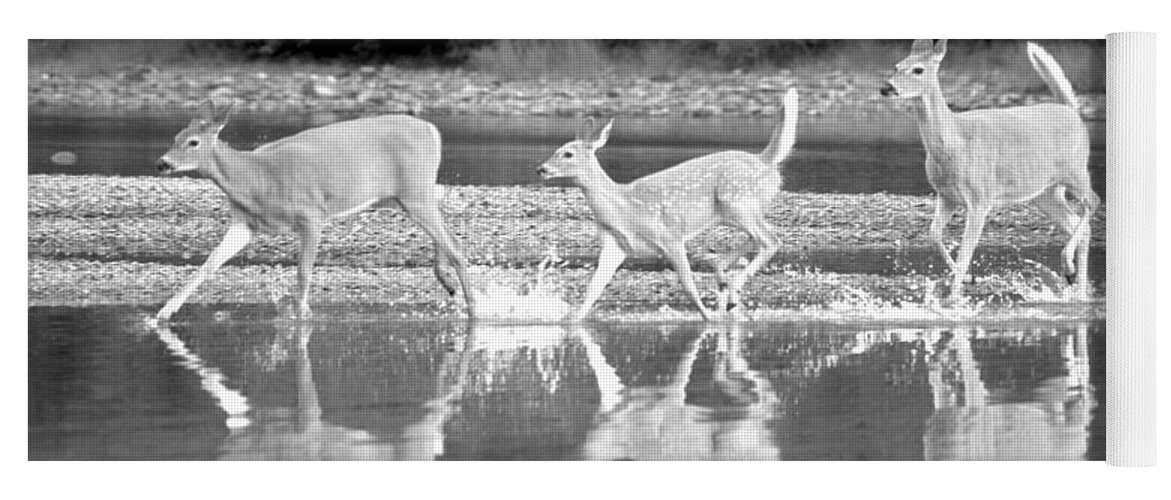  Yoga Mat featuring the photograph Many Glacier Deer 1 #1 by Adam Jewell