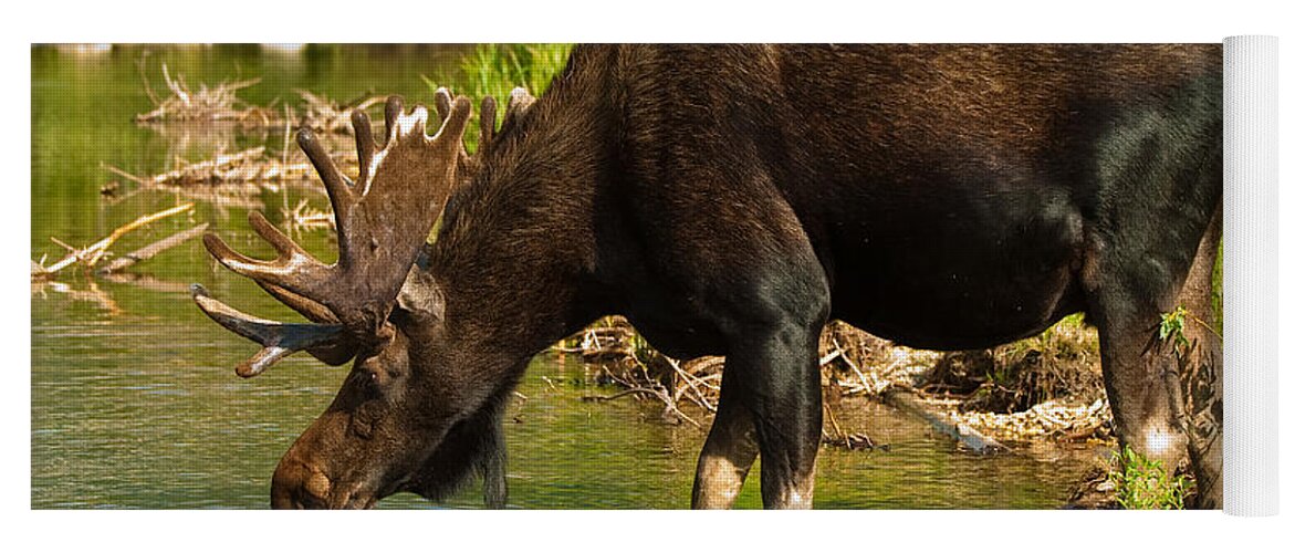 Bull Moose Yoga Mat featuring the photograph Moose #1 by Sebastian Musial