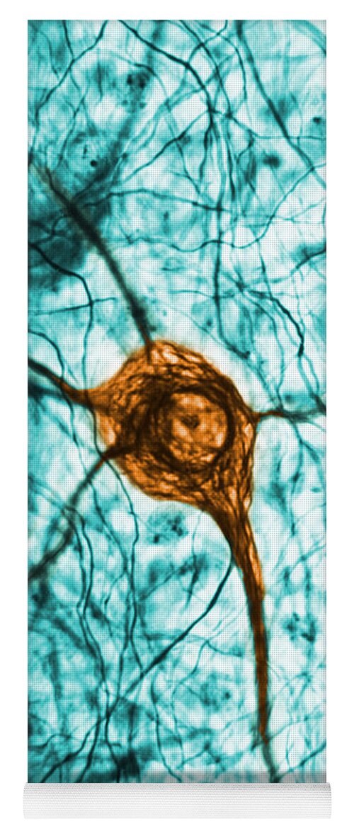Cell Yoga Mat featuring the photograph Neuron, Tem by Science Source