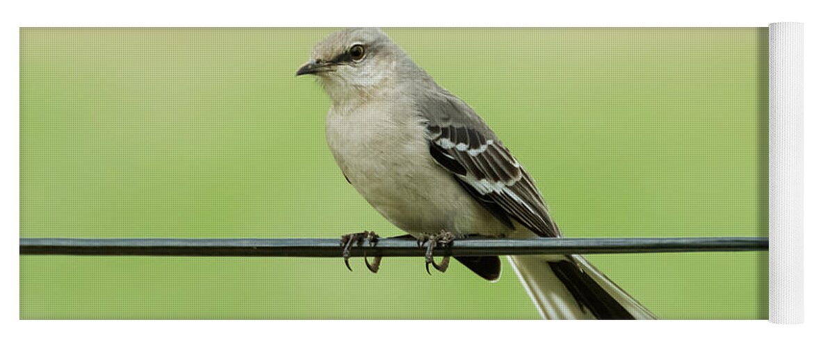 Bird Yoga Mat featuring the photograph Northern Mockingbird by Holden The Moment