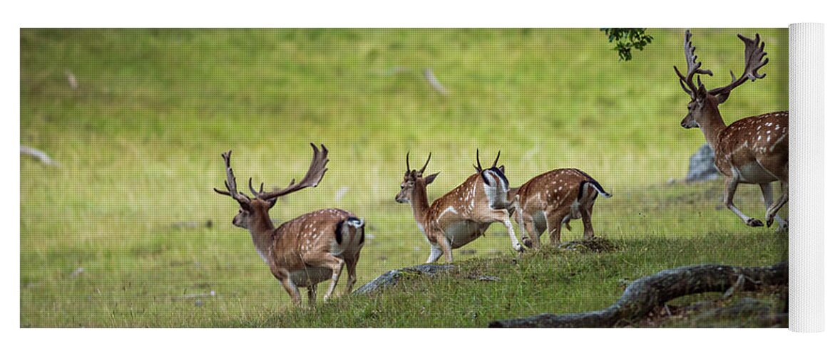 Four Fallow Deer Bucks Yoga Mat featuring the photograph On the run by Torbjorn Swenelius