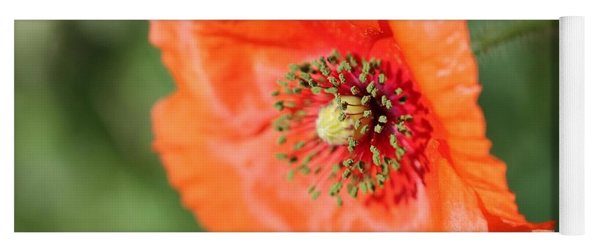 Mccombie Yoga Mat featuring the photograph Orange Wild Flanders Poppy #4 by J McCombie