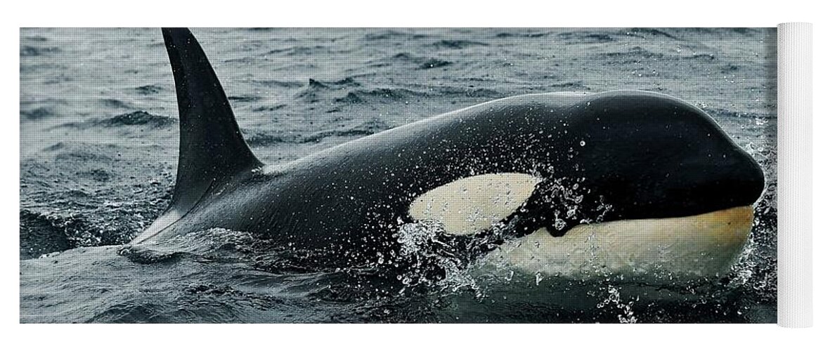 Orca Yoga Mat featuring the photograph Orca #1 by Mariel Mcmeeking