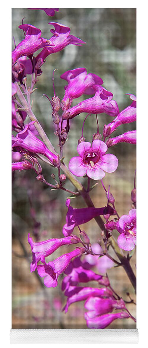 Angiosperms Yoga Mat featuring the photograph Parry's Penstemon #1 by Richard Leighton