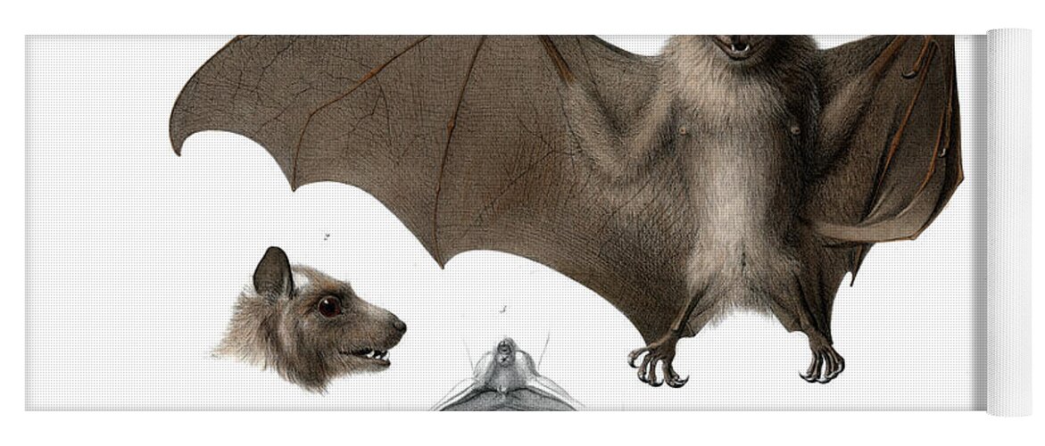 Peters's Epauletted Fruit Bat Yoga Mat featuring the drawing Peters's epauletted fruit bat #2 by Hugo Troschel