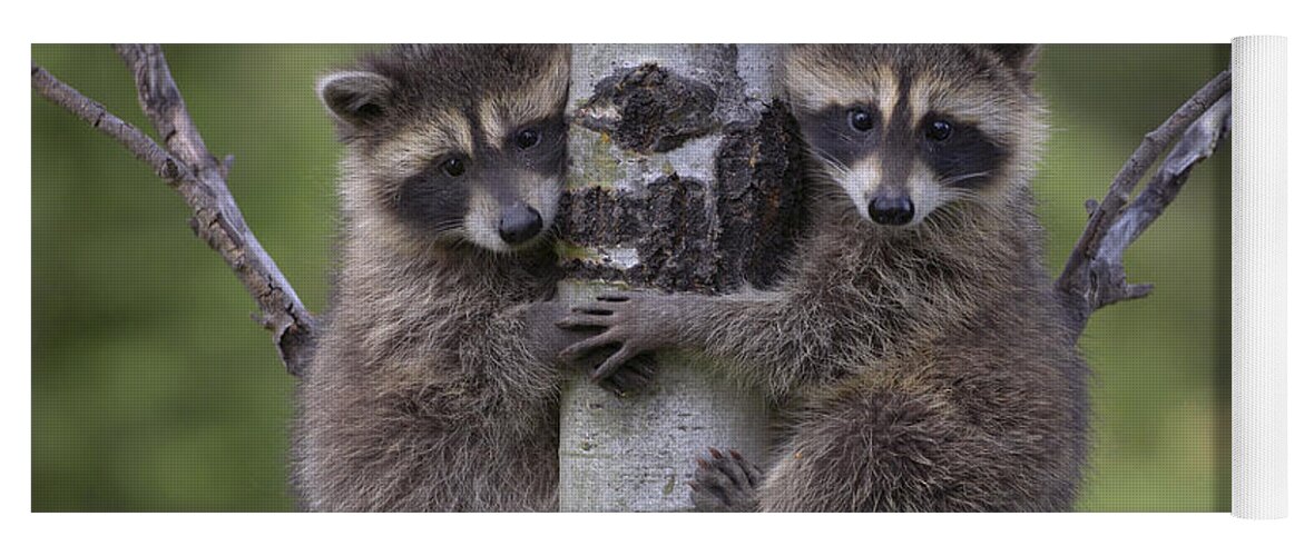 00176520 Yoga Mat featuring the photograph Raccoon Two Babies Climbing Tree by Tim Fitzharris