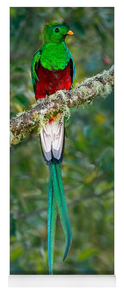 Photography Yoga Mat featuring the photograph Resplendent Quetzal Pharomachrus #1 by Panoramic Images