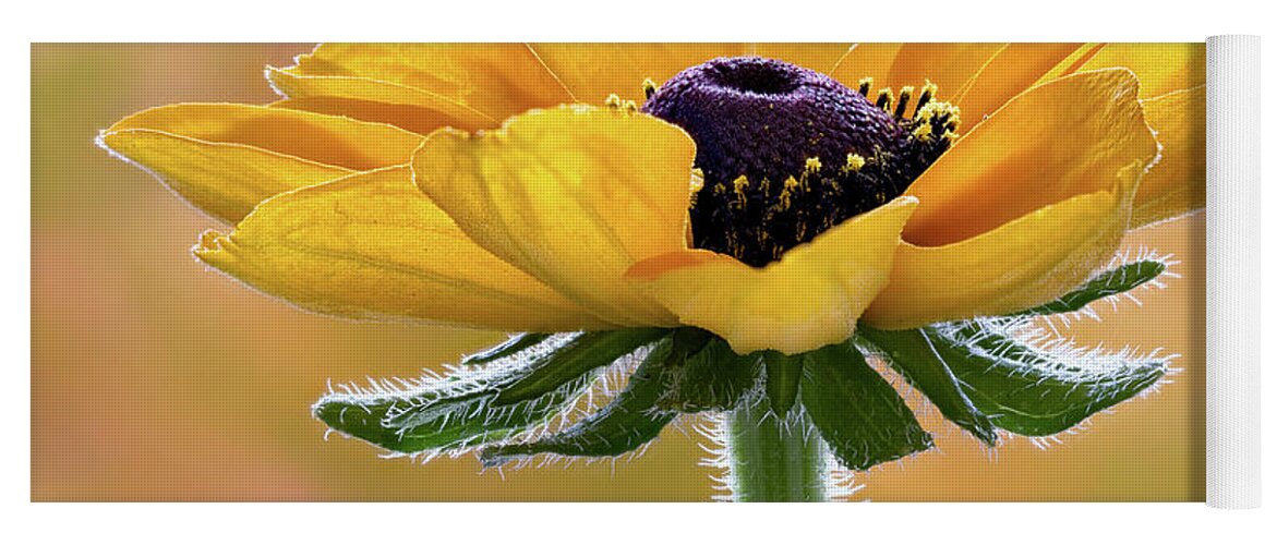 Floral Yoga Mat featuring the photograph Rudbeckia #1 by Shirley Mitchell