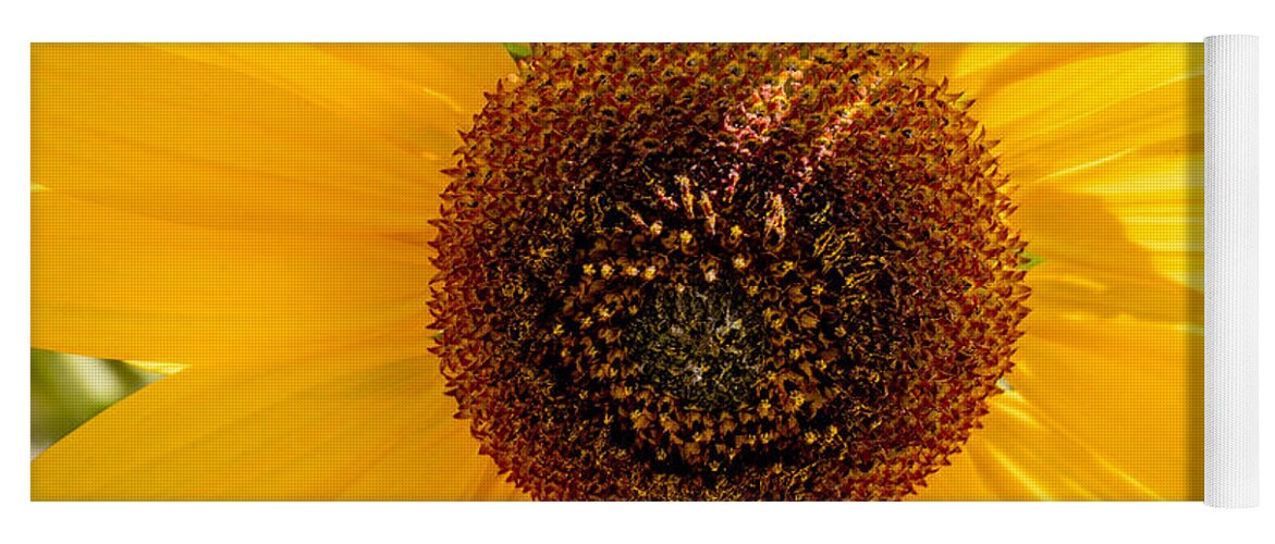 Sunflower Yoga Mat featuring the photograph Sunflower by Derek Dean