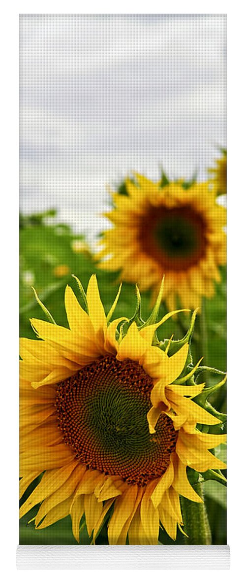 Sunflower Yoga Mat featuring the photograph Sunflower field 4 by Elena Elisseeva