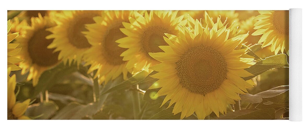 Sunflower Yoga Mat featuring the photograph Sunflower Sunrise #1 by Eilish Palmer