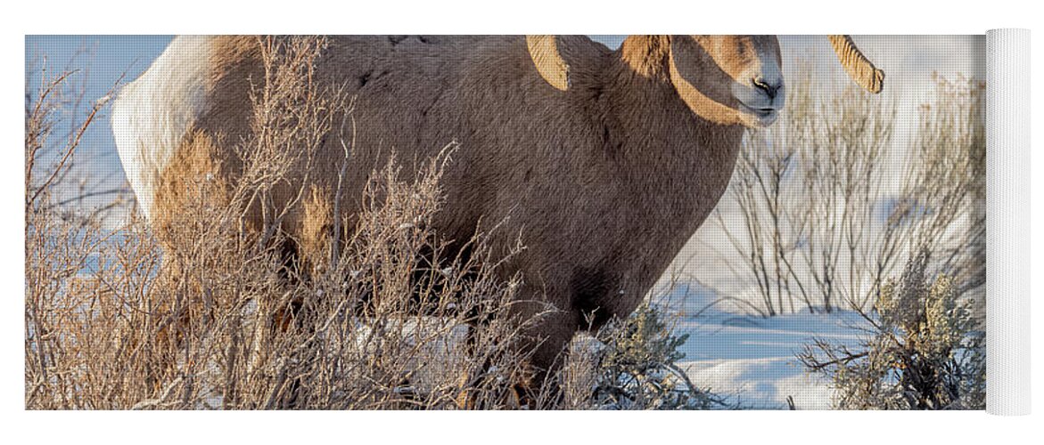 Big-horned Sheep Yoga Mat featuring the photograph The Christmas Gift #1 by Yeates Photography