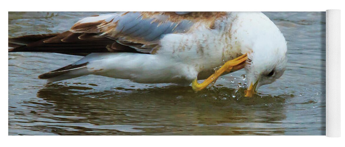 Seagull Yoga Mat featuring the photograph Time for a Bath #1 by Travis Rogers