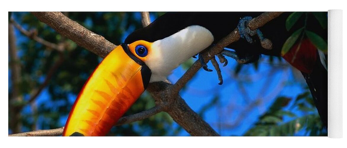 Toco Toucan Yoga Mat featuring the photograph Toco toucan #1 by Jackie Russo