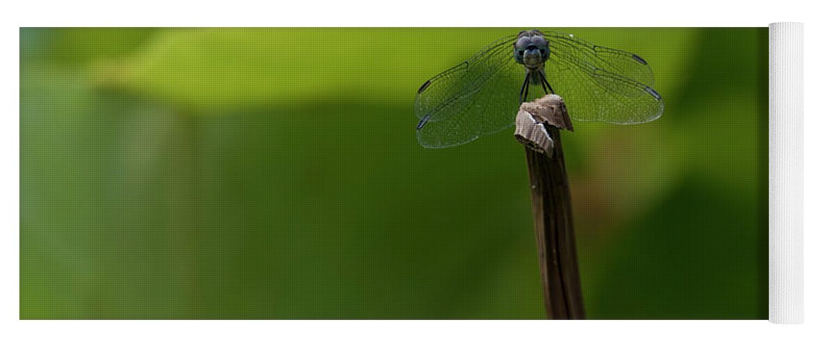 Dragonfly Yoga Mat featuring the photograph Vigilance by Holly Ross
