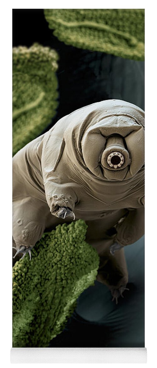 Paramacrobiotus Craterlaki Yoga Mat featuring the photograph Water Bear Or Tardigrade by Eye of Science