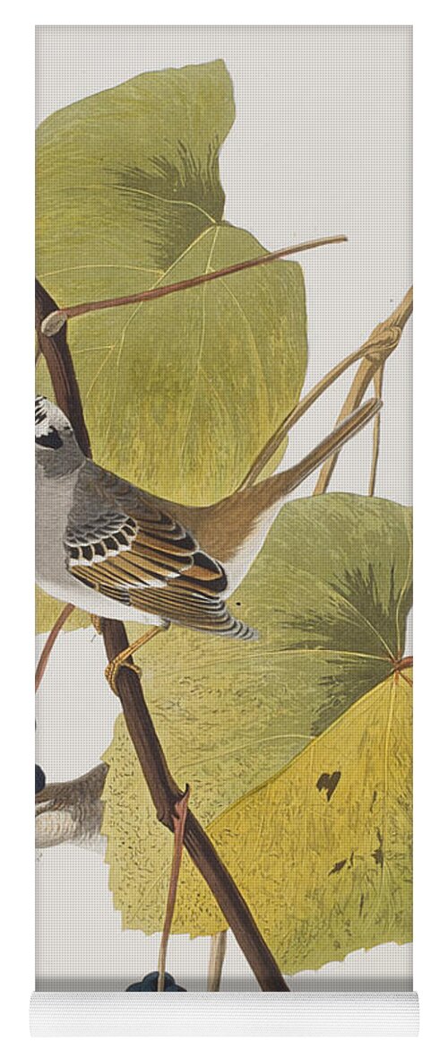 Audubon Yoga Mat featuring the painting White-crowned Sparrow by John James Audubon