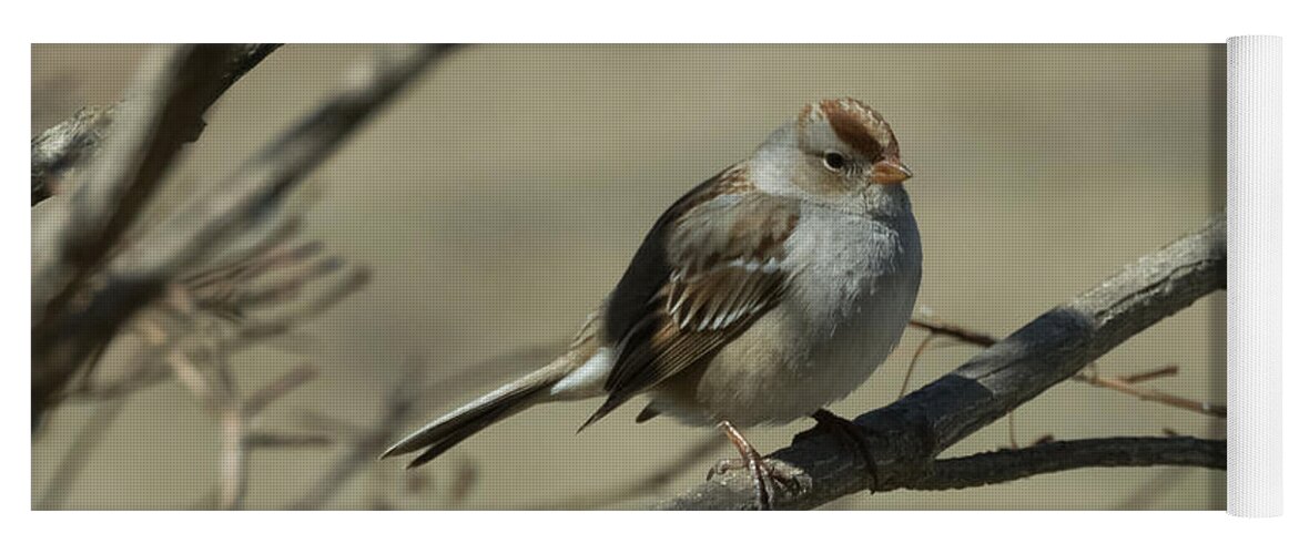 White Crowned Sparrow Yoga Mat featuring the photograph White-Crowned Sparrow    by Holden The Moment
