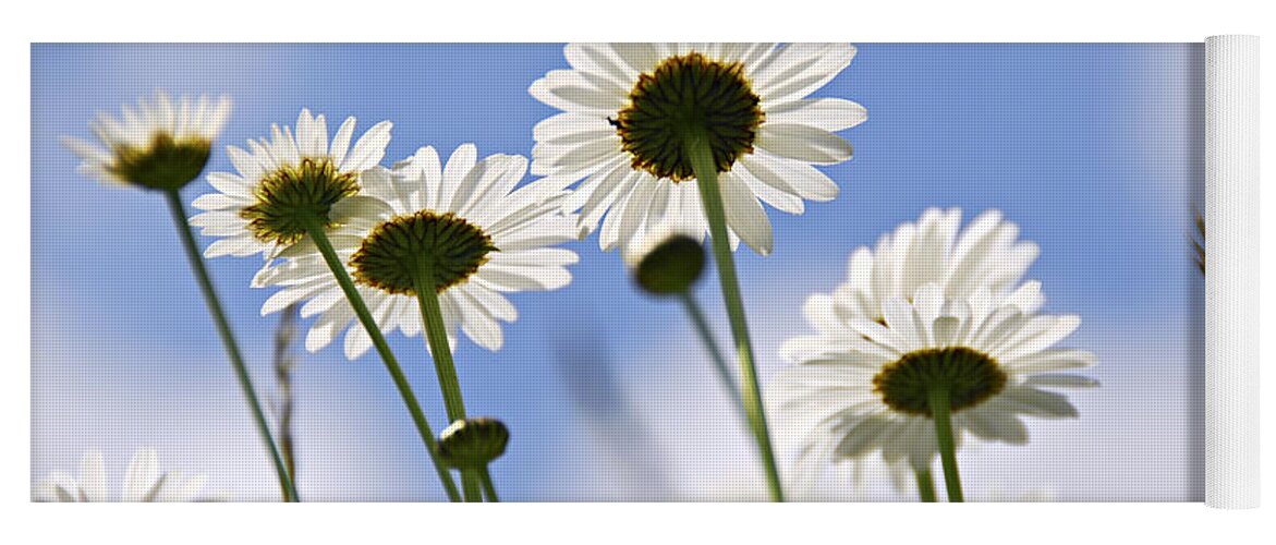 Daisy Yoga Mat featuring the photograph White daisies and sky by Elena Elisseeva