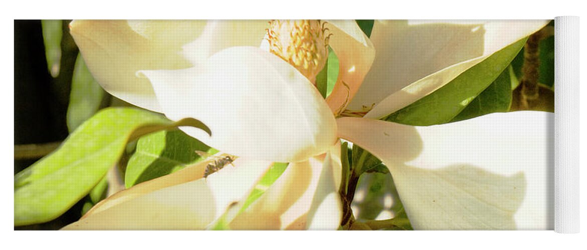 Magnolia Yoga Mat featuring the photograph White magnolia #1 by Irina Afonskaya