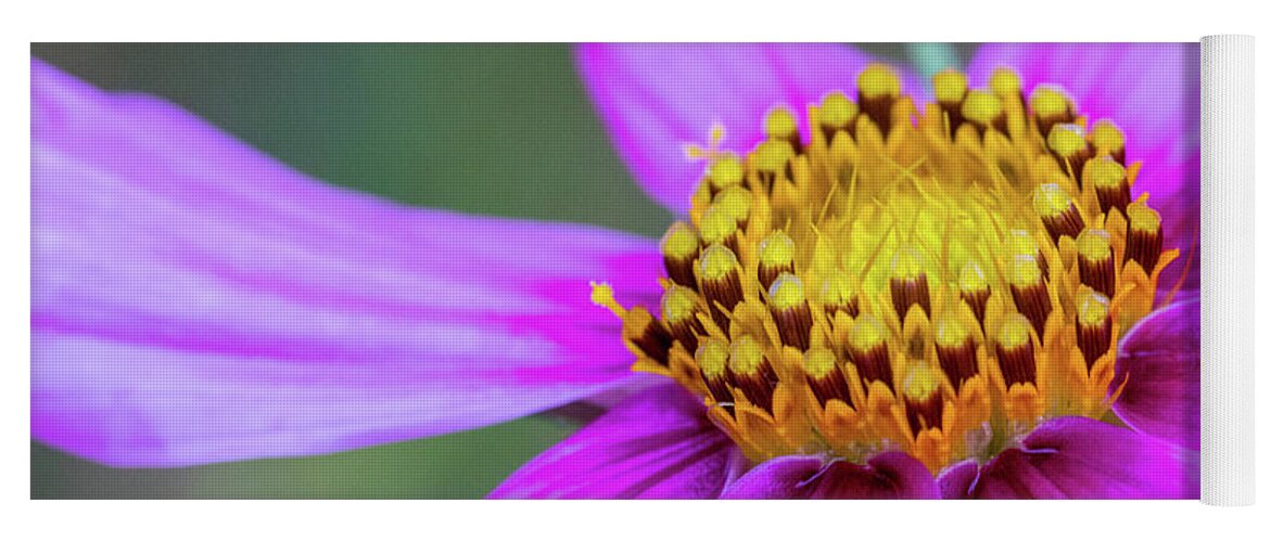 Abstract Yoga Mat featuring the photograph Wild Purple Daisy #1 by SR Green