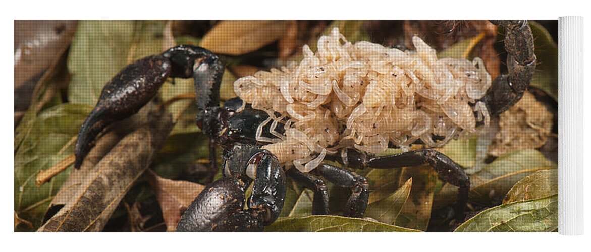 Heterometrus Sp. Malaysia Yoga Mat featuring the photograph Asian Scorpion Carrying Young #11 by Francesco Tomasinelli