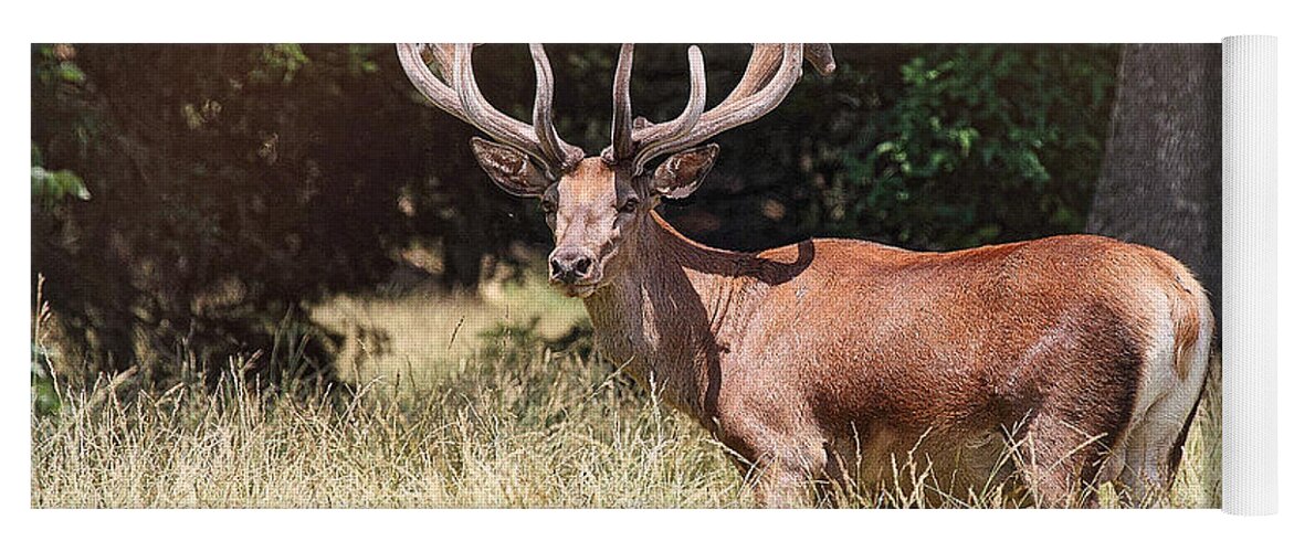14 Point Buck Yoga Mat featuring the photograph 14 Point Buck Big Boy by Peggy Franz