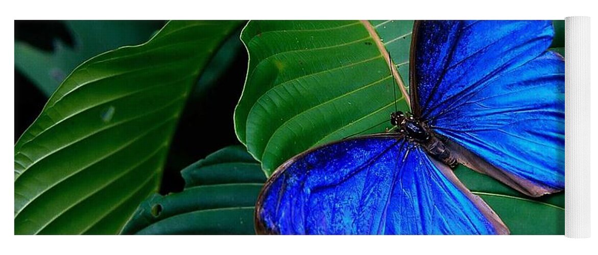 Butterfly Yoga Mat featuring the photograph Butterfly #15 by Mariel Mcmeeking