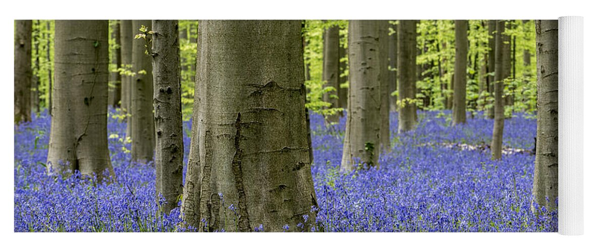 Bluebells Yoga Mat featuring the photograph 150403p369 by Arterra Picture Library