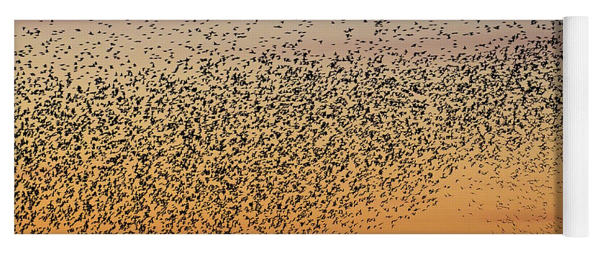 Common Starling Yoga Mat featuring the photograph 150501p250 by Arterra Picture Library
