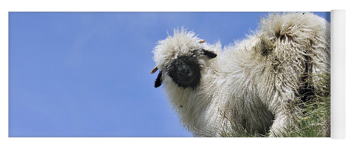 Walliser Schwarznase Yoga Mat featuring the photograph Valais Blacknose Sheep by Arterra Picture Library