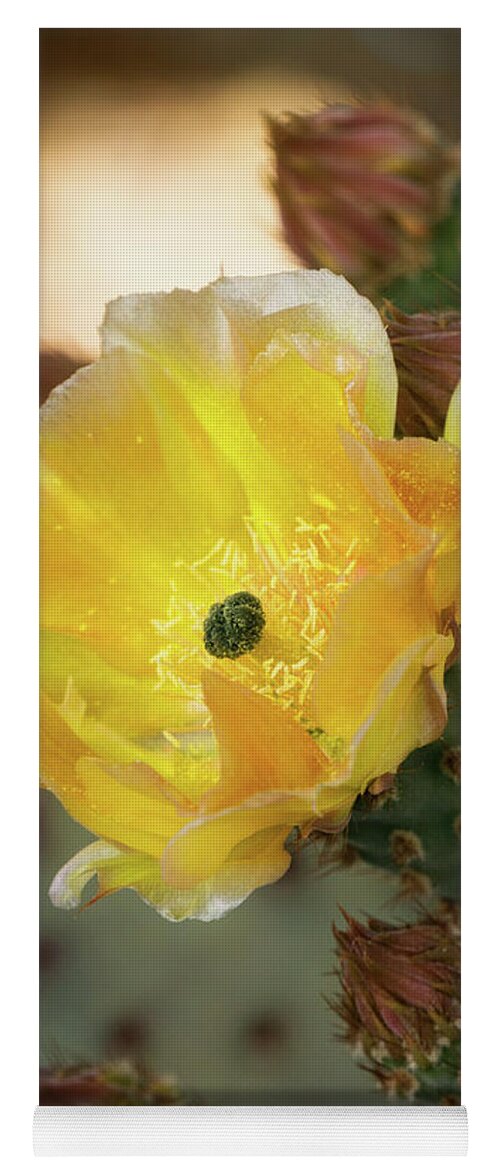 Golden Prickly Pear Cactus Yoga Mat featuring the photograph A Golden Beauty #2 by Saija Lehtonen