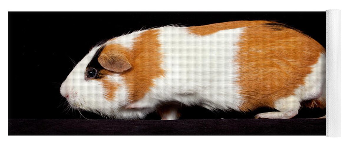 American Guinea Pig Yoga Mat featuring the photograph American Guinea Pigs - Cavia porcellus #2 by Anthony Totah