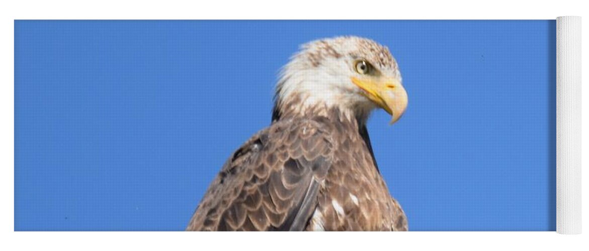 Animal Yoga Mat featuring the photograph Bald Eagle Juvenile Perched by Margarethe Binkley