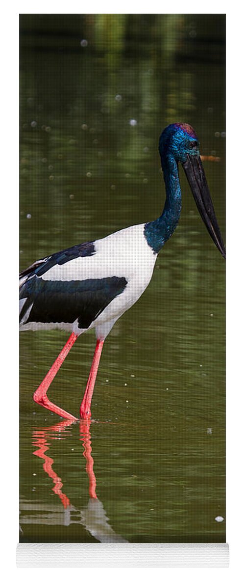 Bird Yoga Mat featuring the photograph Black-necked stork #2 by Louise Heusinkveld