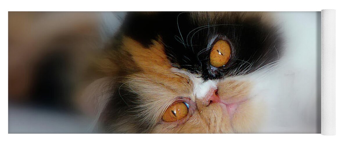 Cat. Calico. Pet. Animal. Life. Feline. Yoga Mat featuring the photograph Cali Eyes #2 by Rhonda McDougall