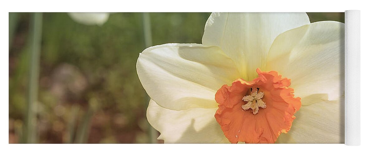 Amador County Yoga Mat featuring the photograph Daffodil #2 by Jim Thompson