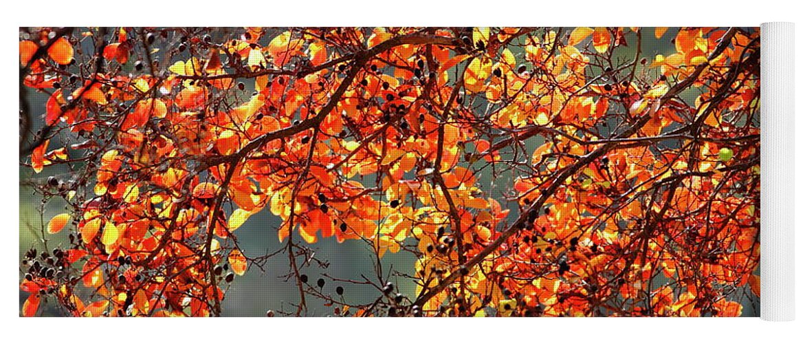 Autumn Yoga Mat featuring the photograph Fall Leaves #2 by Nicholas Burningham