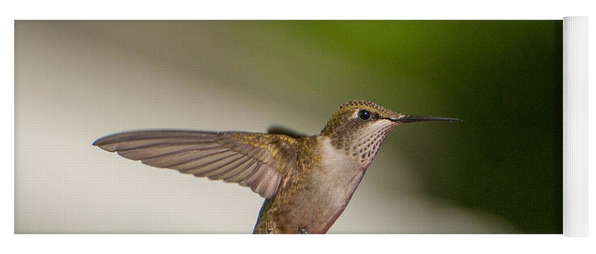 Hummers Yoga Mat featuring the photograph Female Ruby Throated Hummingbird #2 by Brenda Jacobs