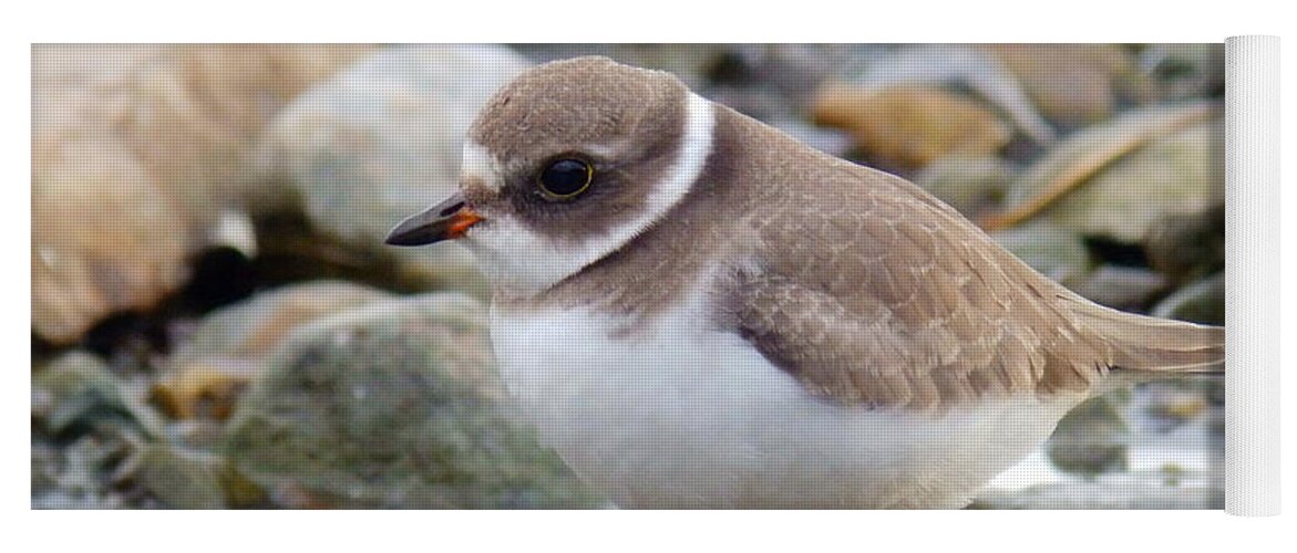 Semipalmated Plover Yoga Mat featuring the photograph Gaze #6 by Zinvolle Art